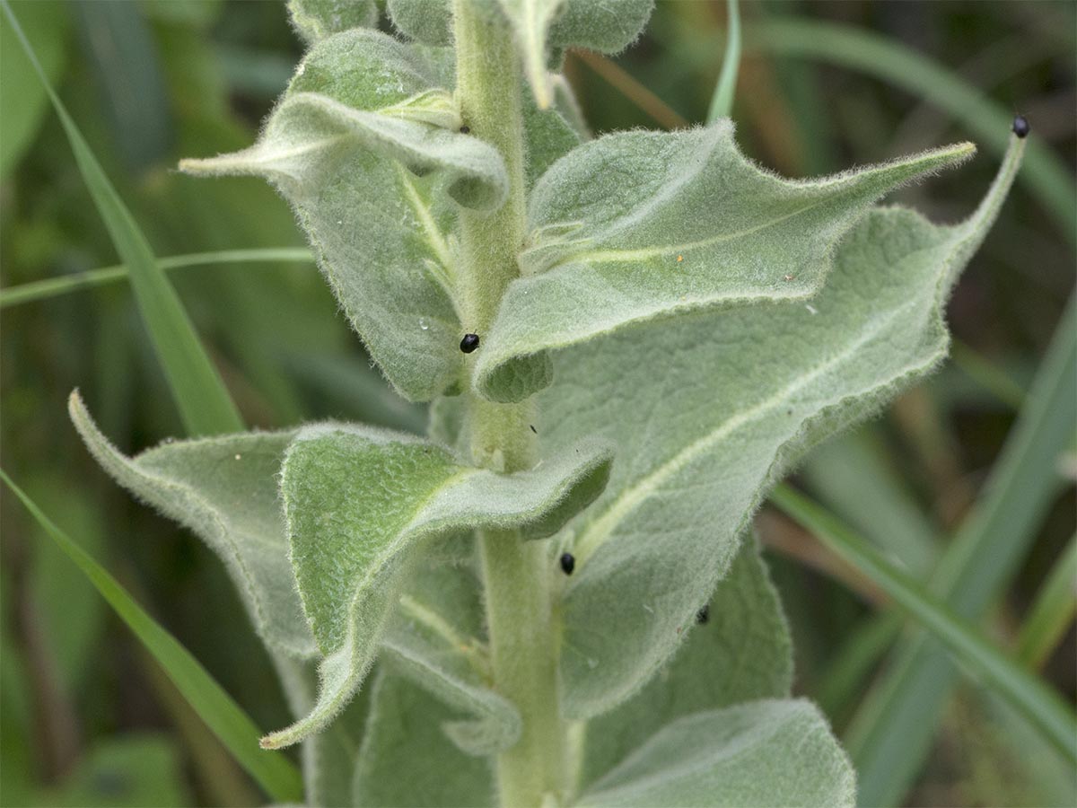 Verbascum phlomoides